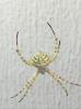 Argiope lobata